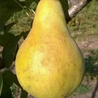 Груша КОНКОРД в Полоцке