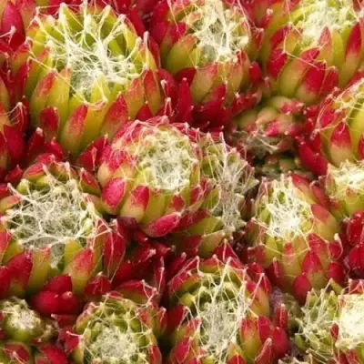 Молодило ХУКЕРА в Полоцке