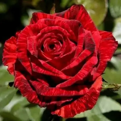Роза РЕД ИНТУИШН чайно-гибридная в Полоцке
