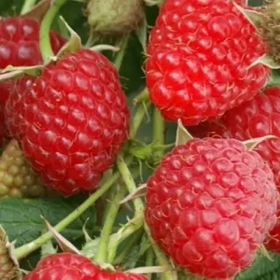 Малина КОЛОКОЛЬЧИК в Полоцке