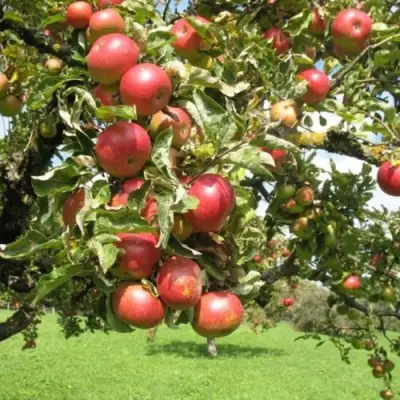 Яблоня ОРЛИК в Полоцке