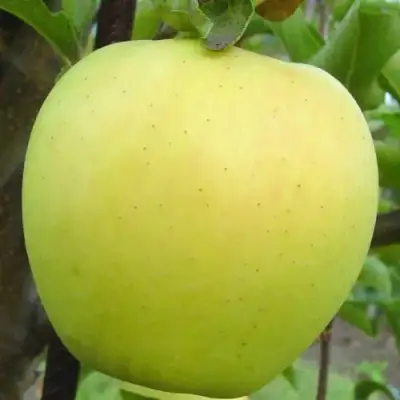 Яблоня ГОЛДЕН ДЕЛИШЕС в Полоцке