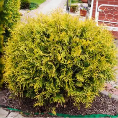 Туя КОЛЛЕРС ГОЛД складчатая в Полоцке