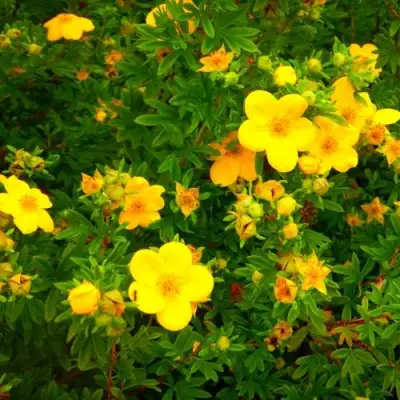 Лапчатка ГОЛДФИНГЕР кустарниковая в Полоцке