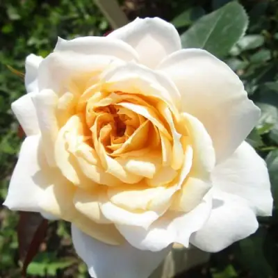 саженцы розы Лионс Роуз