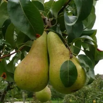 Груша КОНКОРД в Полоцке