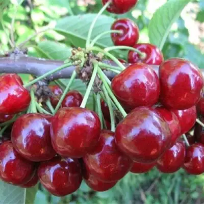 Вишня ДЕСЕРТНАЯ МОРОЗОВОЙ в Полоцке