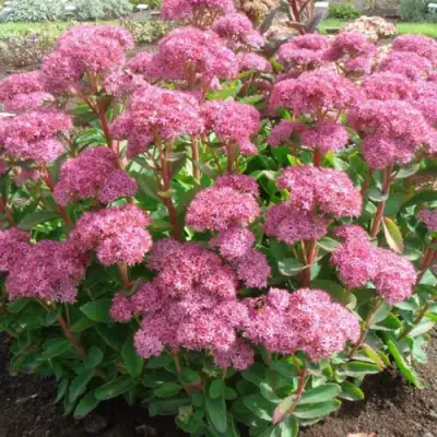 Очиток (седум) КАРЛ видный в Полоцке