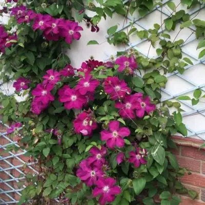 Клематис ЭРНЕСТ МАРКХАМ в Полоцке