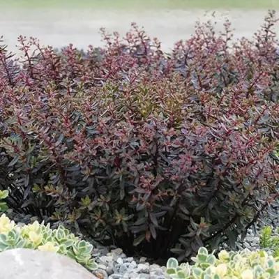 Очиток (седум) САНСПАРКЛЕР ДЖЕЙД ТАФФЕТ в Полоцке