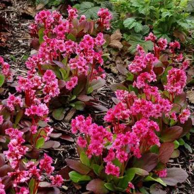 Бадан ФЛИРТ в Полоцке