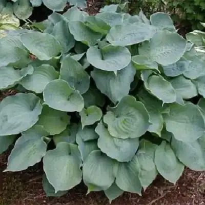 Хоста МУНЛАЙТ СОНАТА гибридная в Полоцке