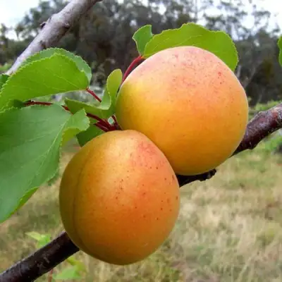 Абрикос ОРЛОВЧАНИН  в Полоцке