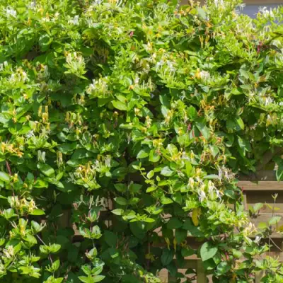 Жимолость ХАЛЛИАНА японская (Хелиана) в Полоцке