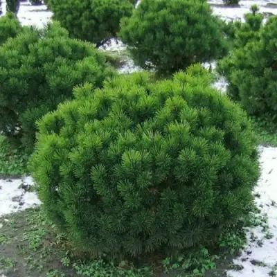 Сосна горная МУГУС в Полоцке