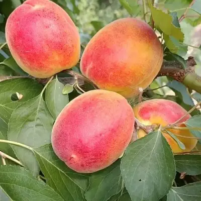 Абрикос ОСОБЕННЫЙ ДЕНИСЮКА в Полоцке