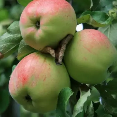 Яблоня УТРО в Полоцке