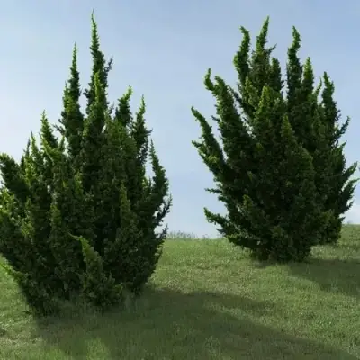 Можжевельник КАЙЗУКА китайский в Полоцке