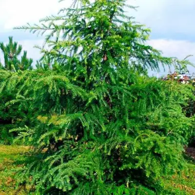Лиственница европейская в Полоцке