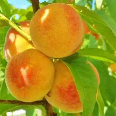 Персик ВЕТЕРАН в Полоцке