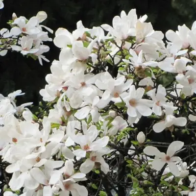 Магнолия КОБУС в Полоцке