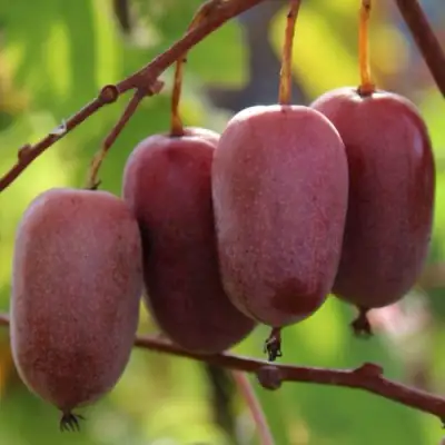 Актинидия ПУРПУРНО САДОВАЯ  аргута в Полоцке