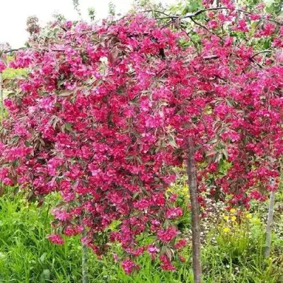 Яблоня КИНГ БЬЮТИ декоративная в Полоцке