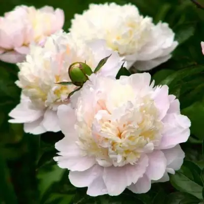 Пион ШИРЛИ ТЕМПЛ травянистый в Полоцке