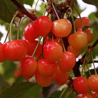 Черешня ФАТЕЖ в Полоцке