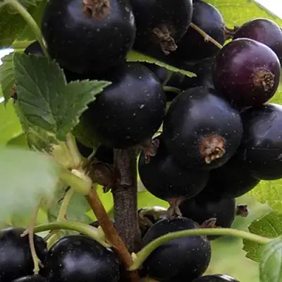 Смородина чёрная НЕСТЕР КОЗИН в Полоцке