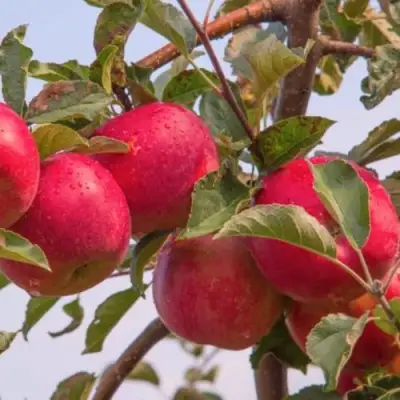 Яблоня РОЖДЕСТВЕНСКОЕ в Полоцке