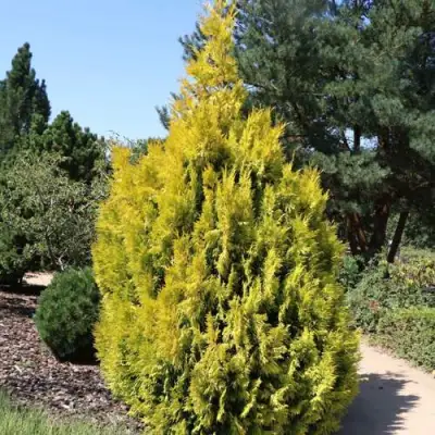 Туя СТОУНХАМ ГОЛД складчатая в Полоцке