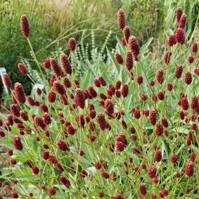 Кровохлебка БИТЛВИНГЗ в Полоцке