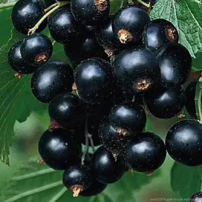 Смородина черная БЕН КОНАН в Полоцке