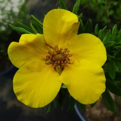 Лапчатка ГОЛДФИНГЕР кустарниковая в Полоцке