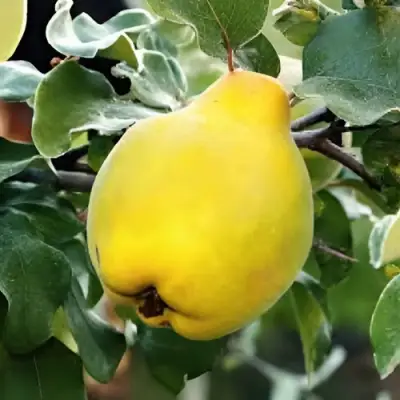 Айва МИР в Полоцке