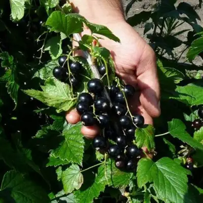 Смородина чёрная СЕЛЕЧЕНСКАЯ в Полоцке