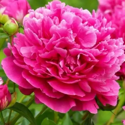 Пион НОЧНЫЕ ГРЕЗЫ древовидный в Полоцке