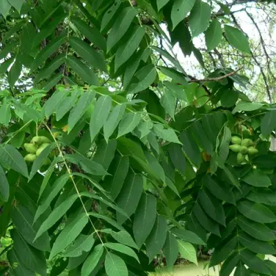 Орех МАНЬЧЖУРСКИЙ в Полоцке