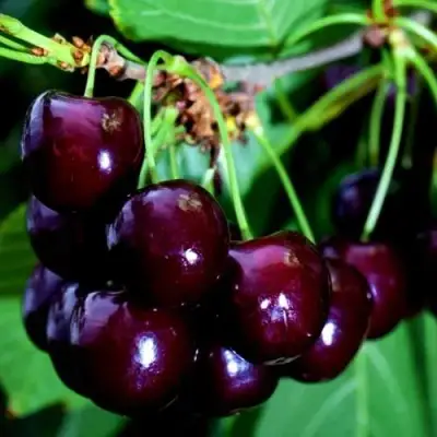 Дюк НОЧКА в Полоцке