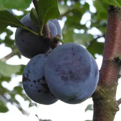 Слива ВЕНГЕРКА БЕЛОРУССКАЯ в Полоцке