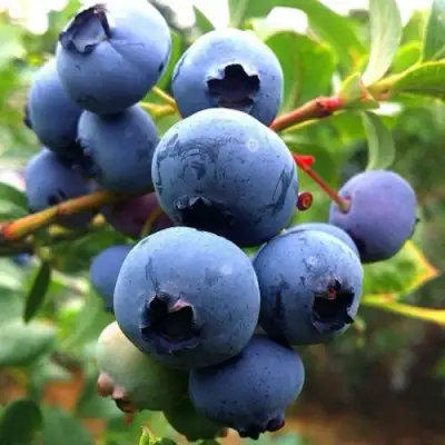 Голубика ДЮК в Полоцке