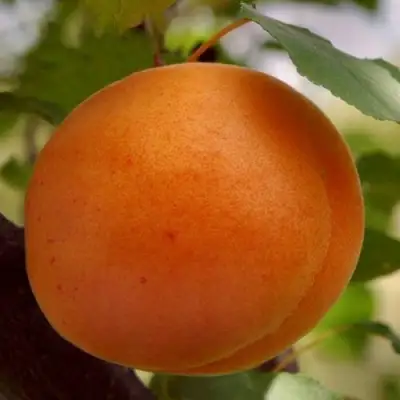 Абрикос ОЛИМП в Полоцке