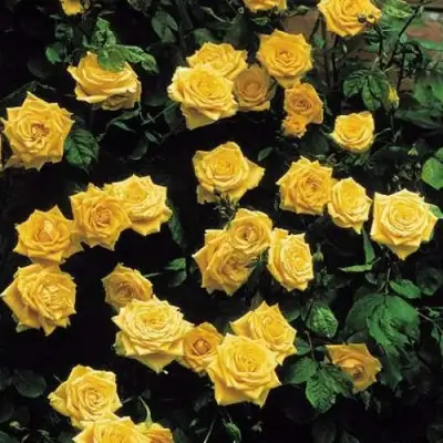 Роза ЛАНДОРА чайно-гибридная в Полоцке