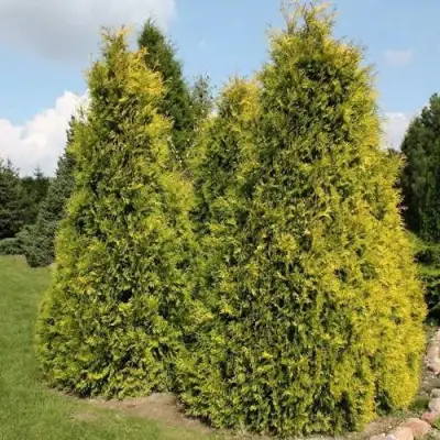 Туя АУРЕОСПИКАТА западная в Полоцке