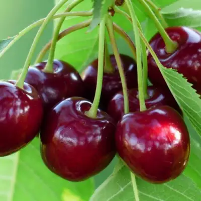 Дюк ЖИВИЦА (ЧЕРЕВИШНЯ) в Полоцке