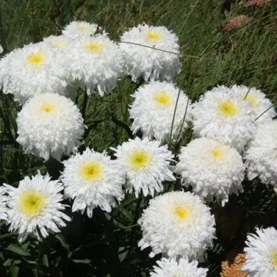 Нивяник ФИОНА ГОГХИЛЛ великолепный в Полоцке