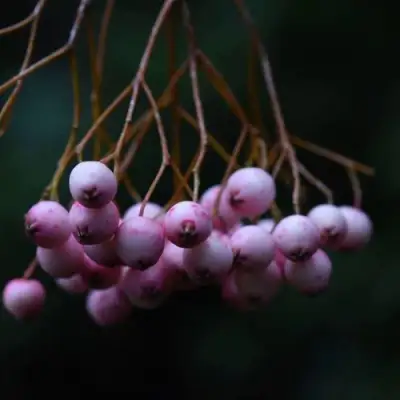 Рябина ПЕКИНСКАЯ сладкоплодная в Полоцке