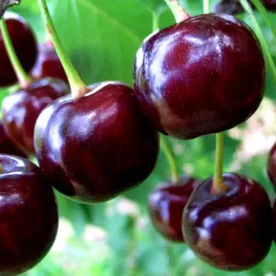 Дюк ЧУДО-ВИШНЯ в Полоцке