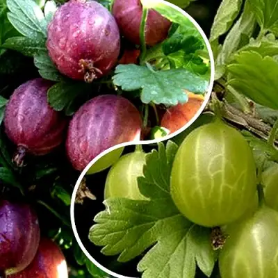 Комплект РЕДКИЙ СЧАСТЛИВЧИК в Полоцке